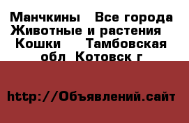 Манчкины - Все города Животные и растения » Кошки   . Тамбовская обл.,Котовск г.